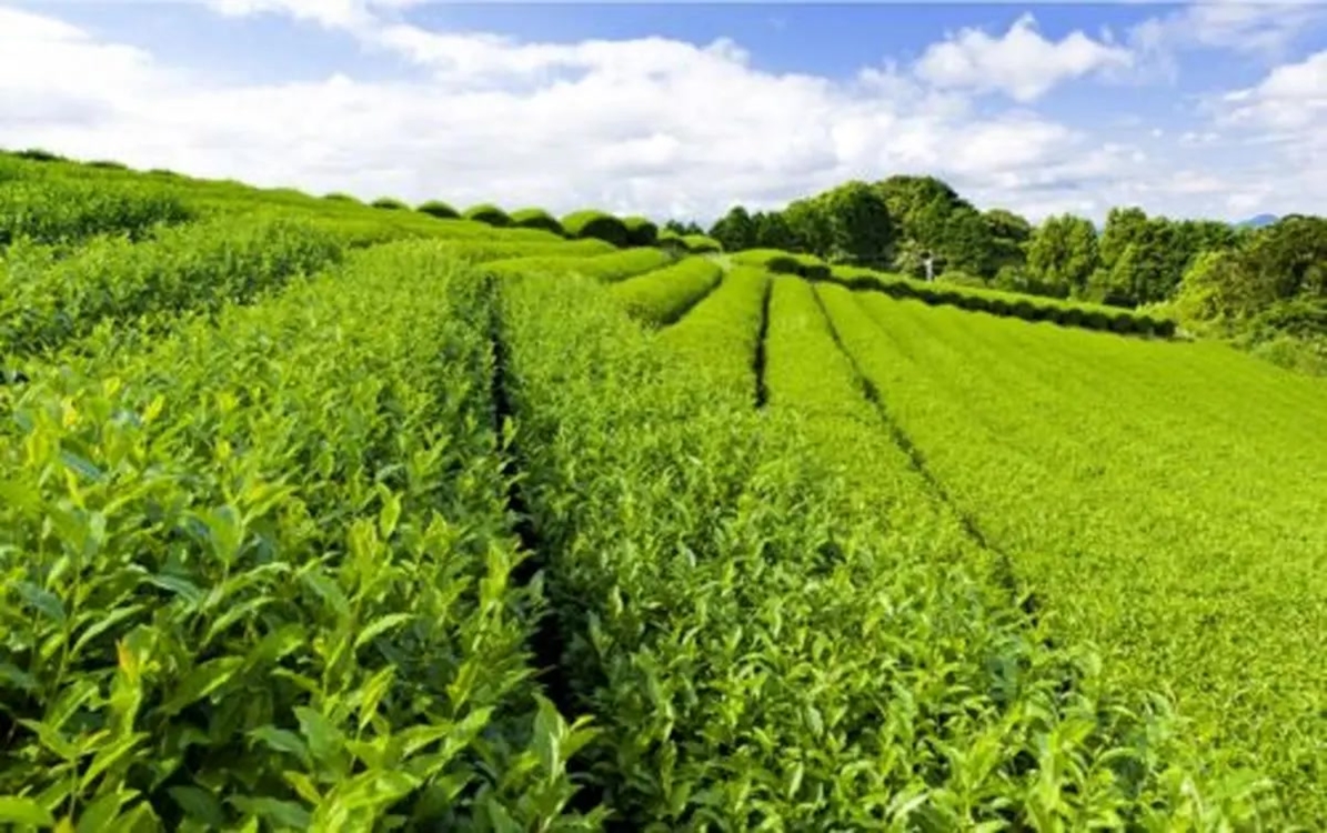 چای 1 